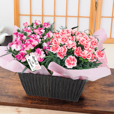 【Mother's Day】Japanese Carnation Basket