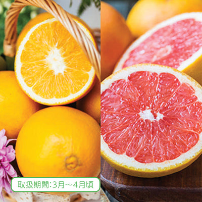 Extra Sweet Royal Navel Oranges & Ruby Grapefruits