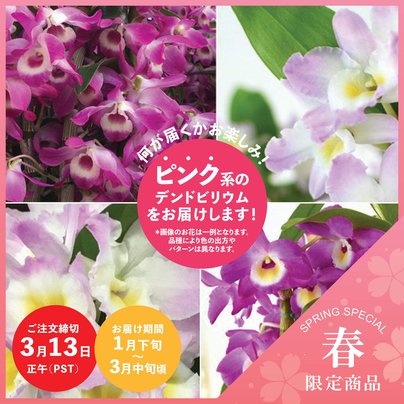 【Spring Special】Pink Dendrobium