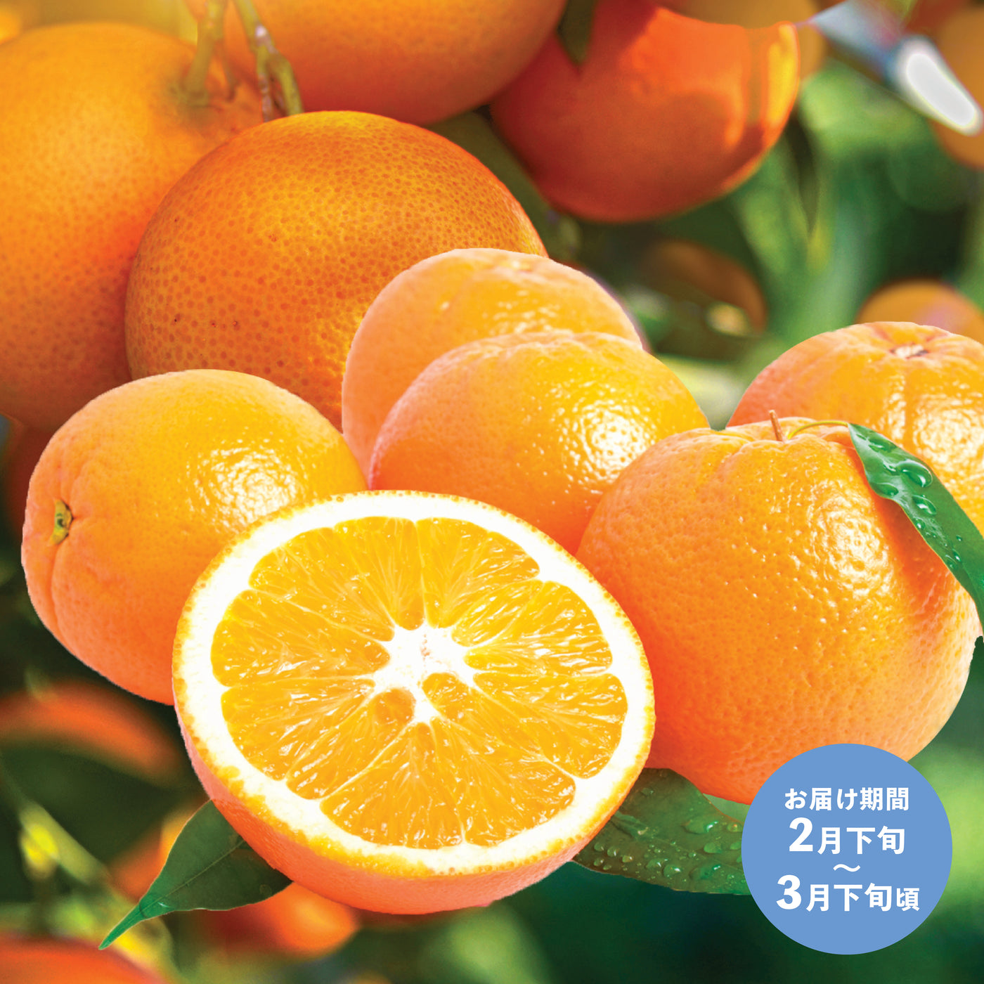 【To US】Royal Navel Oranges