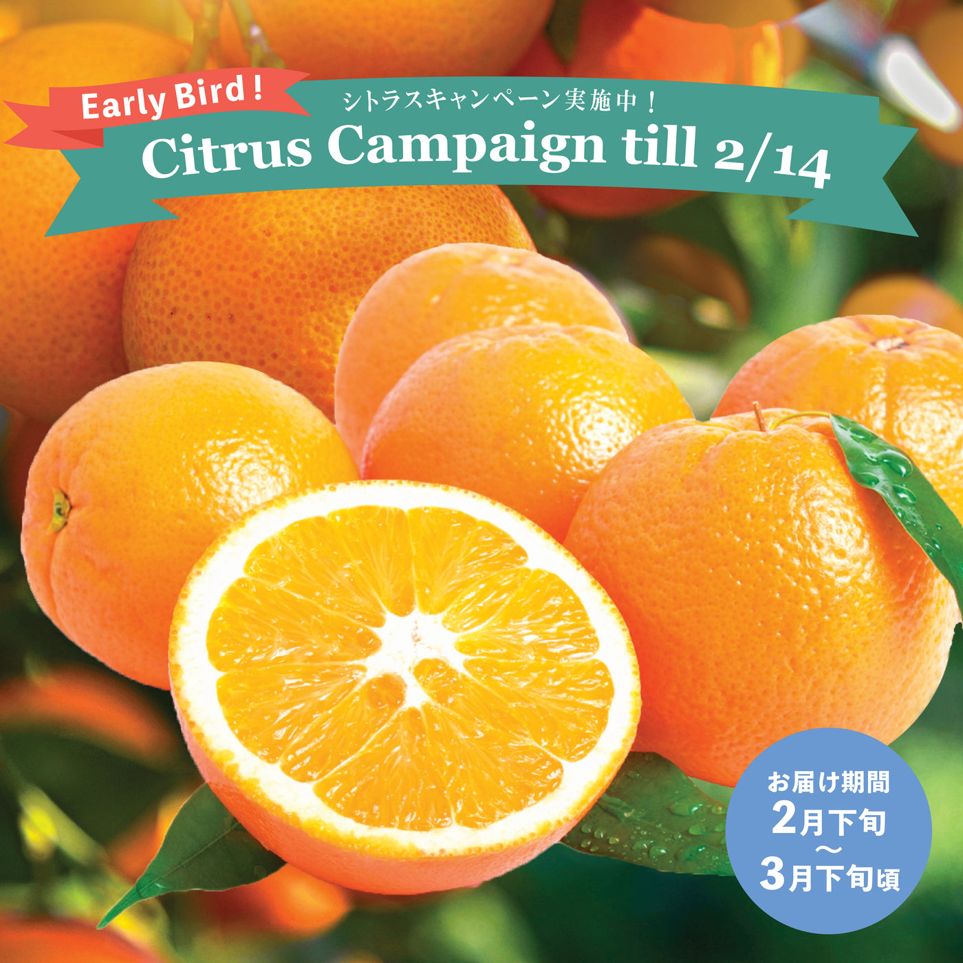 【To US】Royal Navel Oranges