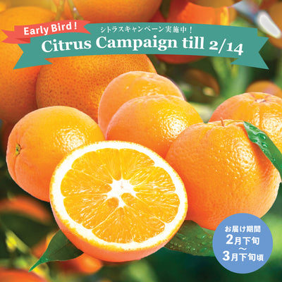 【To US】Royal Navel Oranges