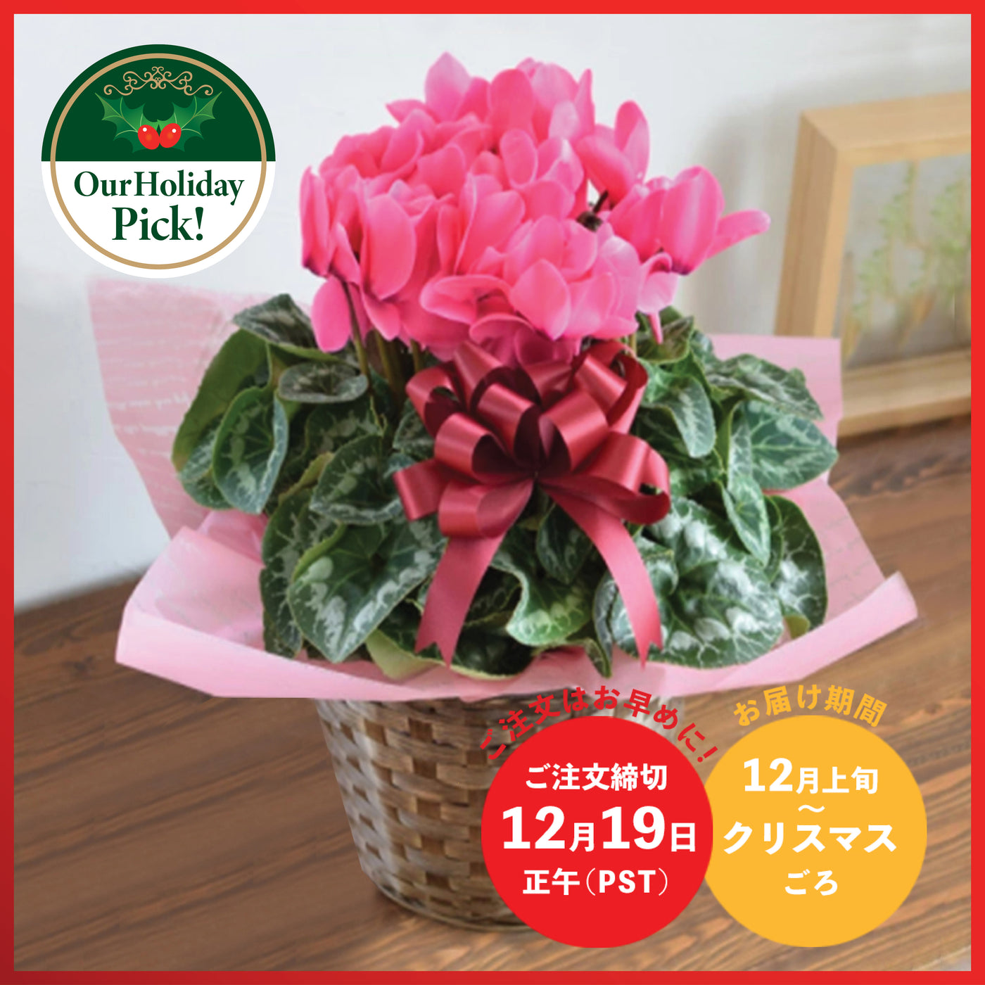 Premium Pink Cyclamen