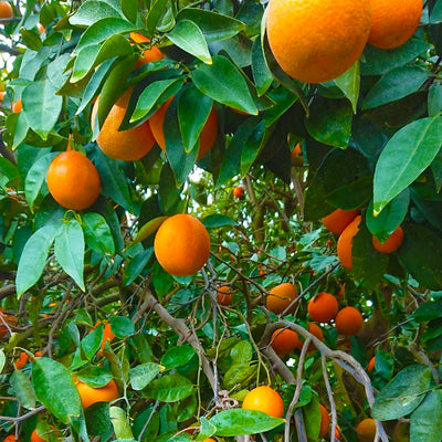【カリフォルニア州産】大玉バレンシアオレンジ