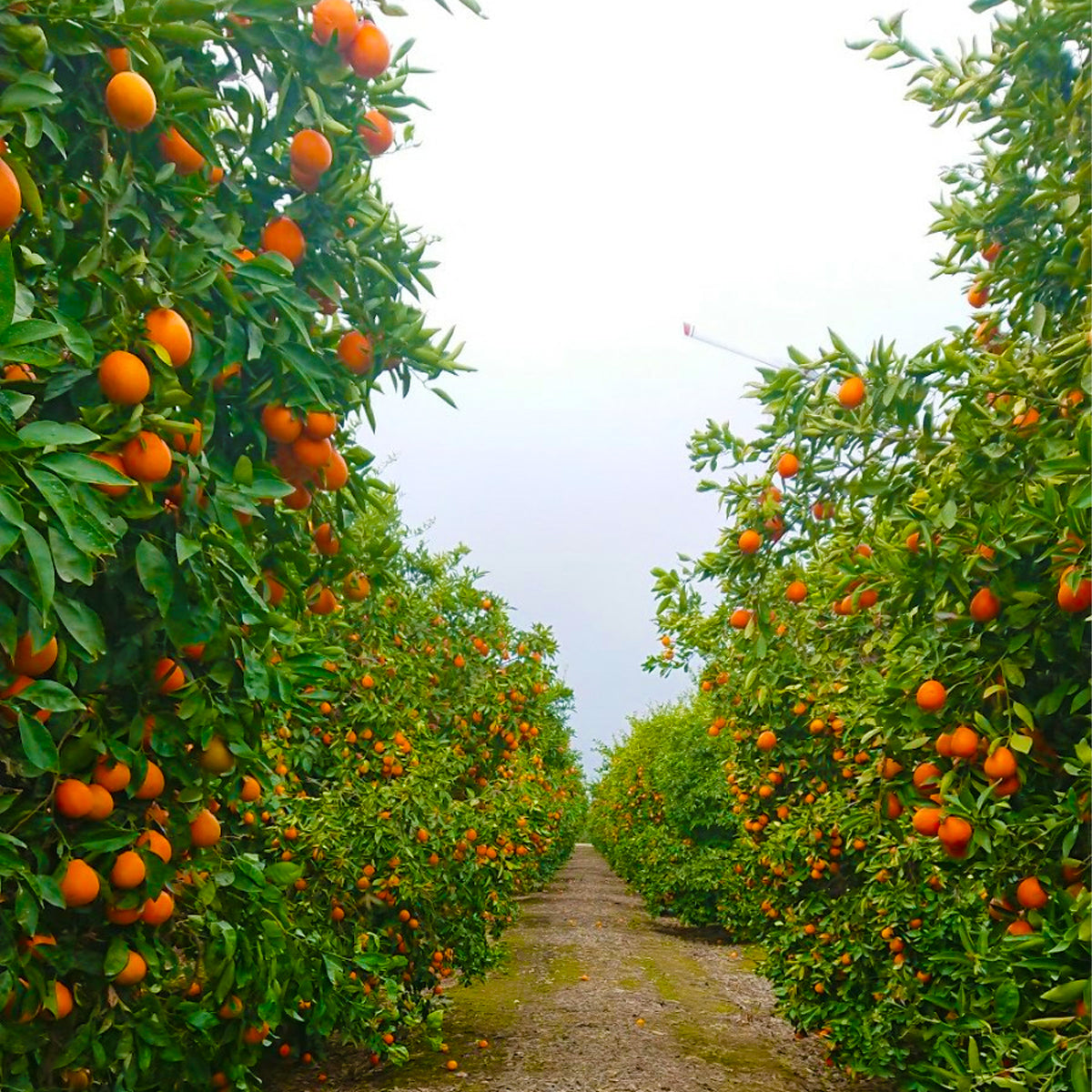【カリフォルニア州産】大玉バレンシアオレンジ