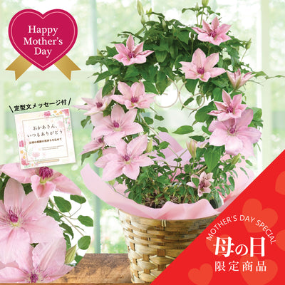 【Mother's Day】Clematis ”Pink Fantasy"