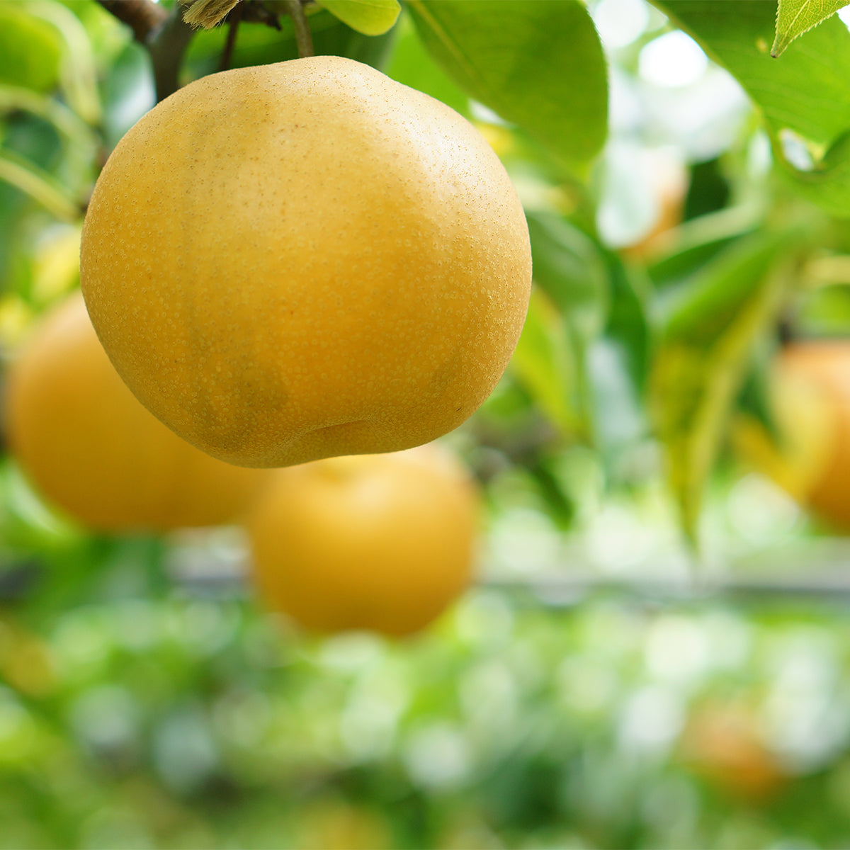 Hosui Pears (Seasonal)