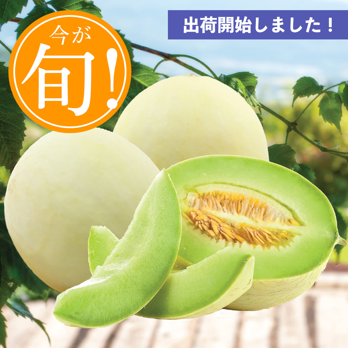 California Honeydew Melon (L)