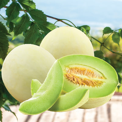 California Honeydew Melon (L)