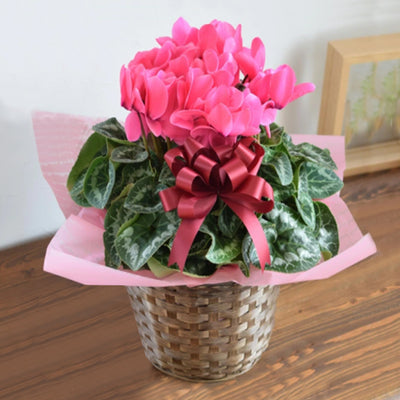 Premium Pink Cyclamen