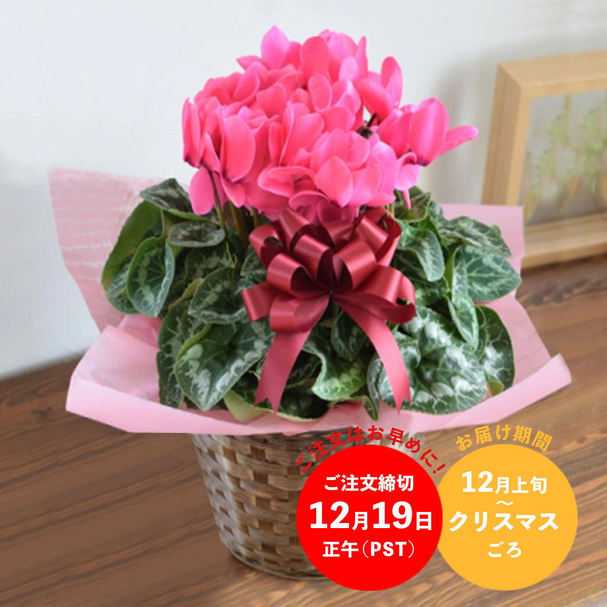 Premium Pink Cyclamen